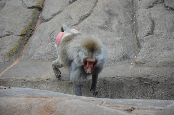 法兰克福动物园 野生哈玛德利亚狒狒 — 图库照片