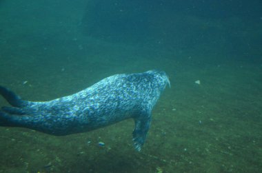 Frankfurt Hayvanat Bahçesinde Liman Mührü (Phoca vitulina)