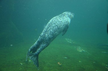 Frankfurt Hayvanat Bahçesinde Liman Mührü (Phoca vitulina)