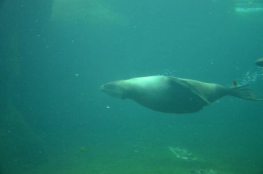 Frankfurt Hayvanat Bahçesinde Liman Mührü (Phoca vitulina)