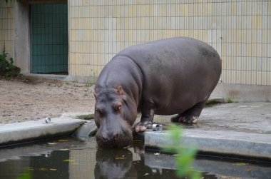 Frankfurt hayvanat bahçesinde su aygırı (Hippopotamus amfibi).