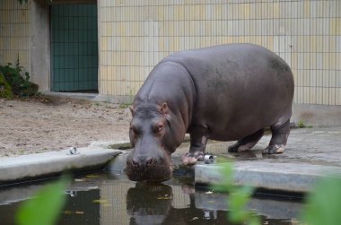 Frankfurt hayvanat bahçesinde su aygırı (Hippopotamus amfibi).
