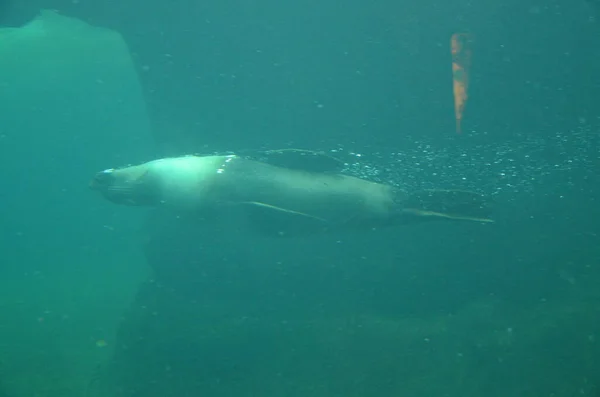 Harbor Seal Phoca Vitulina Frankfurt Zoo — Stock Photo, Image