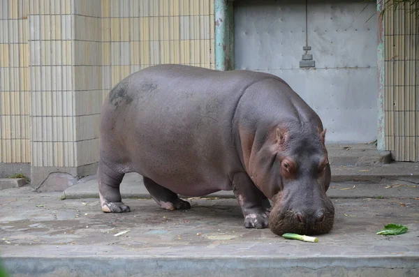 Hipopótamo Hippopotamus Amphibius Zoológico Frankfurt — Fotografia de Stock