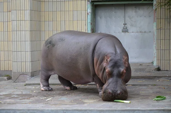 Flodhäst Hippopotamus Amphibius Frankfurt Zoo — Stockfoto