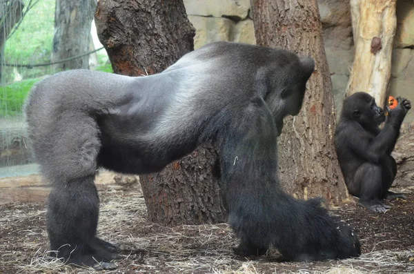 Viatu Gorilla Zoo Frankfurcie Niemcy — Zdjęcie stockowe