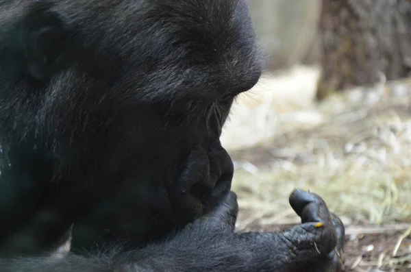 Viatu Gorilla Zoo Frankfurcie Niemcy — Zdjęcie stockowe