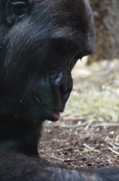 Viatu Gorilla Zoo Frankfurcie Niemcy — Zdjęcie stockowe