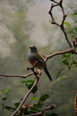 Frankfurt hayvanat bahçesinde mavi göğüslü bir Cordonbleu.