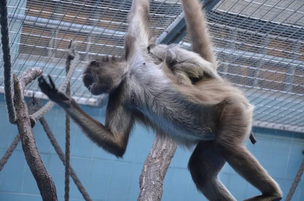 Brüllaffen Weibchen Frankfurter Zoo — Stockfoto