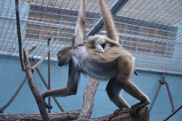 法兰克福动物园的雌性豪勒猴 — 图库照片