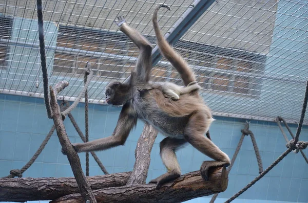 Kvinna Howler Monkey Frankfurts Zoo — Stockfoto