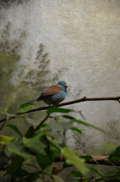 Modrovlasý Cordonbleu Frankfurtské Zoo — Stock fotografie