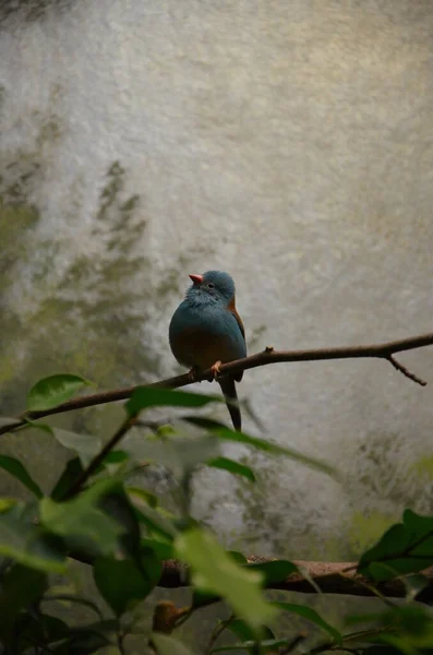 Cordonbleu Pecho Azul Zoológico Frankfurt —  Fotos de Stock