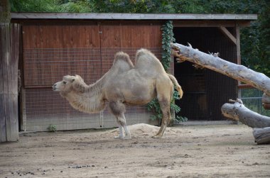 Hayvanat bahçesinde güneş ışığı altında ağılda duran iki hörgüçlü devenin yan görünüşü