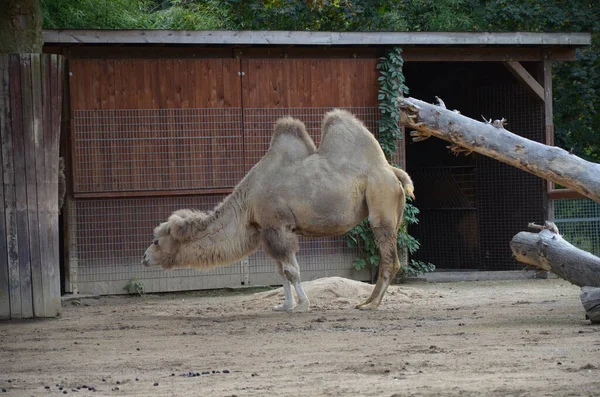 動物園の太陽の下でサンゴの中に立っている二つの抱擁ラクダの側面図 — ストック写真