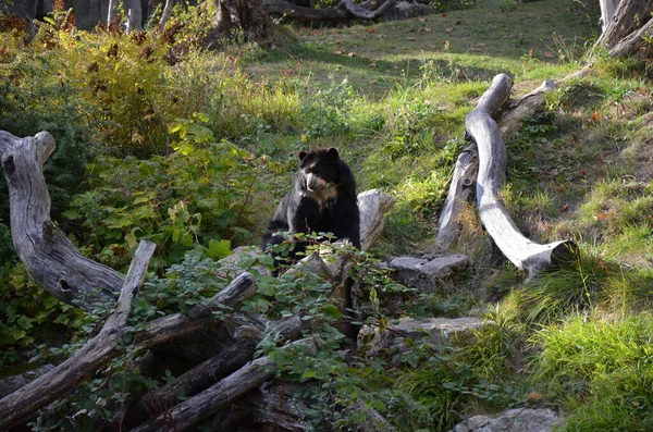 Θηλυκή Αρκούδα Tremarctos Ornatus — Φωτογραφία Αρχείου