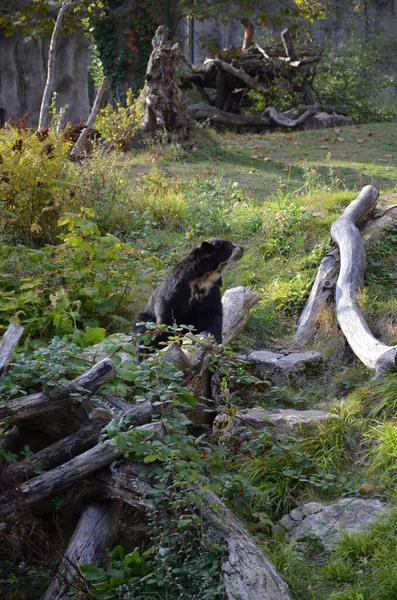 Spectacled Bear Tremarctos Ornatus — Stock Photo, Image