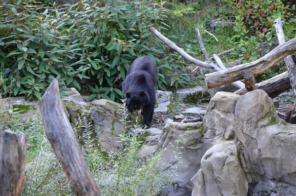 Brillenbär Tremarctos Ornatus — Stockfoto