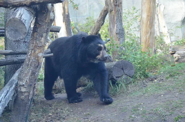 Urso Espetacular Tremarctos Ornatus — Fotografia de Stock