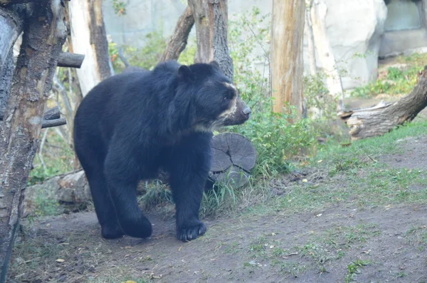 Brillenbär Tremarctos Ornatus — Stockfoto