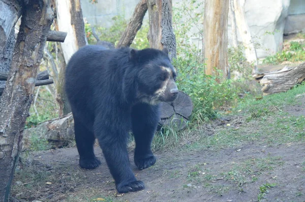 Brillenbär Tremarctos Ornatus — Stockfoto