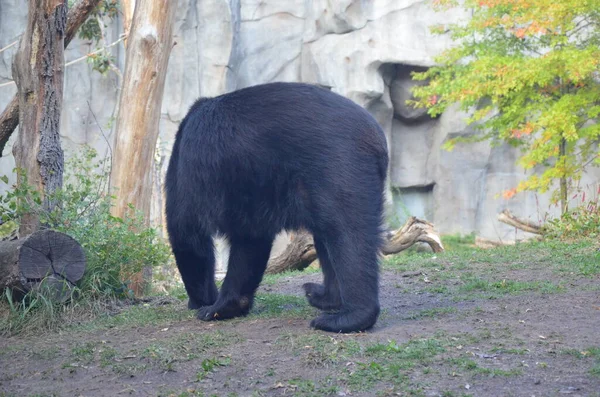 Spectacled Bear Tremarctos Ornatus — Stock Photo, Image