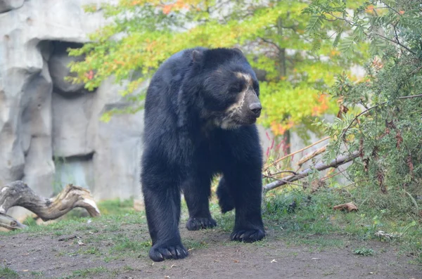 Θηλυκή Αρκούδα Tremarctos Ornatus — Φωτογραφία Αρχείου