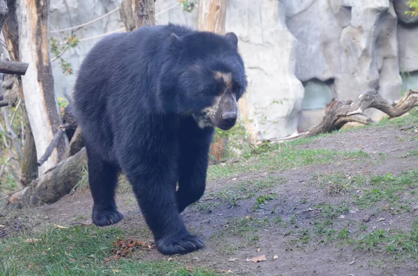 Θηλυκή Αρκούδα Tremarctos Ornatus — Φωτογραφία Αρχείου