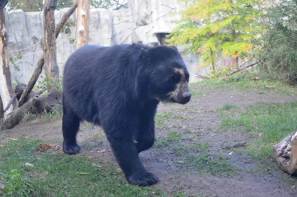 Очковый Медведь Tremarctos Ornatus — стоковое фото