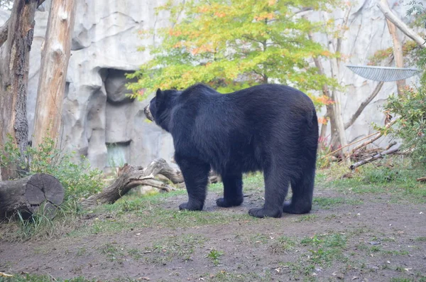 Brillenbär Tremarctos Ornatus — Stockfoto