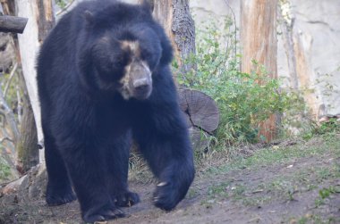 Gözlüklü ayı (Tremarctos ornatus)