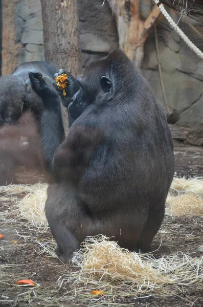 Macacos Bonobo Zoológico Frankfurt — Fotografia de Stock