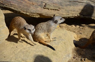 Meerkat (Surikate), Frankfurt hayvanat bahçesi