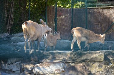 Batı Kafkas keçisi.