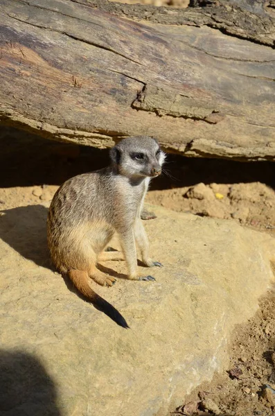 Meerkat Surikate Zoológico Frankfurt — Fotografia de Stock