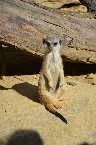 フランクフルト動物園 Meerkat Surikate — ストック写真