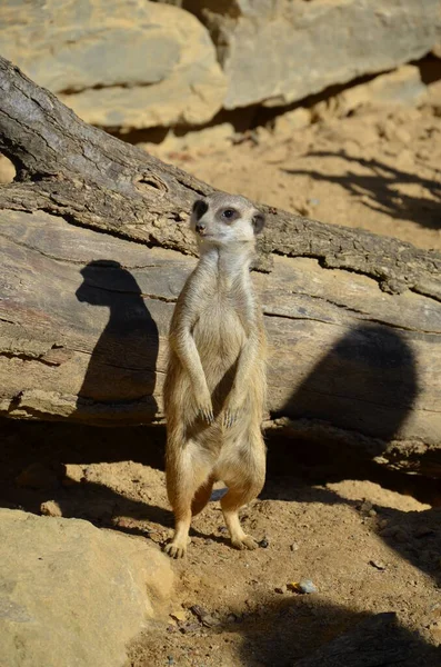 Meerkat Surikate Zoo Francfort — Photo