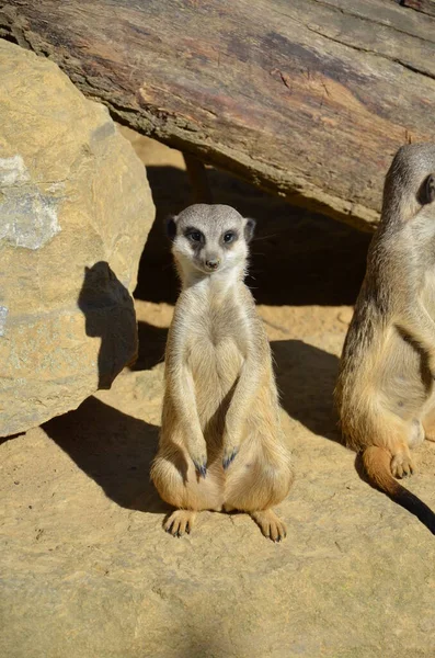 Meerkat Surikate Zoo Francfort — Photo