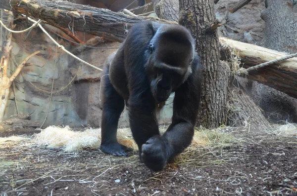 Gorilla Gorilla Gorilla Zoo Frankfurt Main Deutschland — Stockfoto