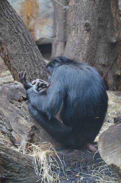Bonobo Pan Paniscus Zoo Frankfurt — Stockfoto