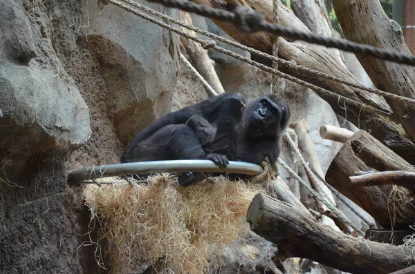 Gorilla Γορίλλας Frankfurt Main Zoo Γερμανία — Φωτογραφία Αρχείου