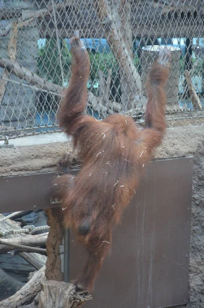 Orangután Borneano Pongo Pygmaeus — Foto de Stock
