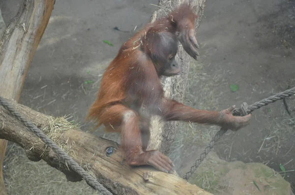 Orangutan Borneano Pongo Pygmaeus — Fotografia de Stock