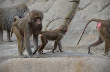 Vahşi Hamadryas babunu, Frankfurt hayvanat bahçesi (Almanya)