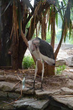 Frankfurt hayvanat bahçesindeki Afrika Marabutu Leptoptilos crumeniferus