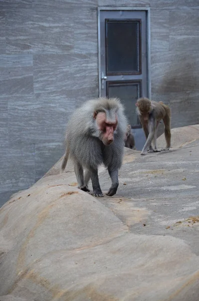 Wild Hamadryas Baboon Kebun Binatang Frankfurt Jerman — Stok Foto