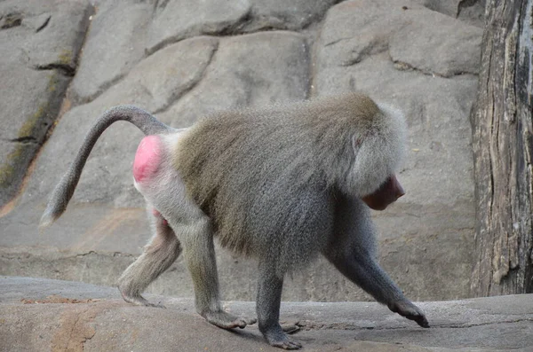 Wild Hamadryas Baboon Kebun Binatang Frankfurt Jerman — Stok Foto