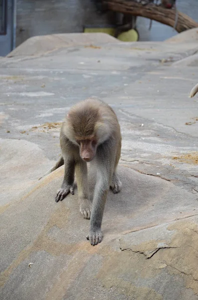 Wild Hamadryas Baboon Zoo Frankfurt Germany — 스톡 사진