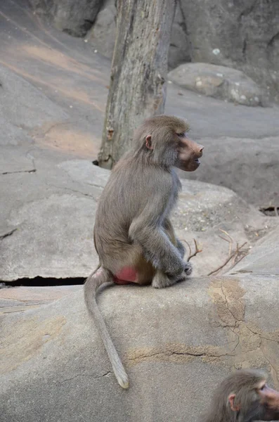 Wild Hamadryas Babian Frankfurts Zoo Tyskland — Stockfoto